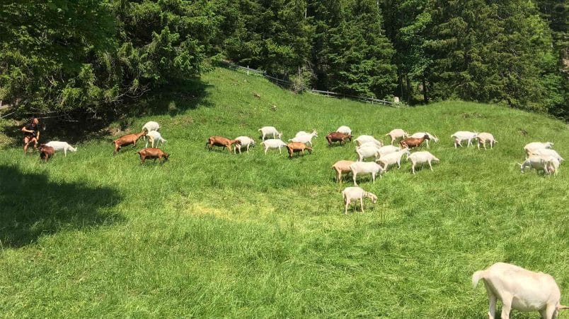 Geissen auf dem Blüemlisberg