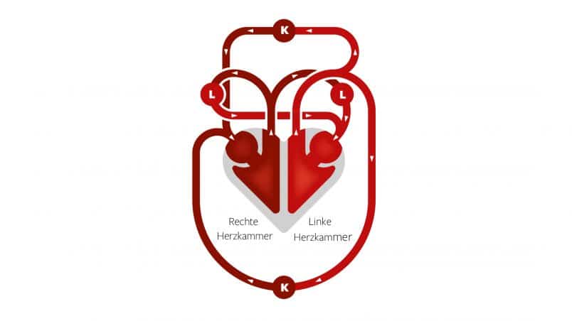 Herzdarstellung zur Illustration der Blutpumpe. Abbildung rechte Herzkammer und linke Herzkammer.