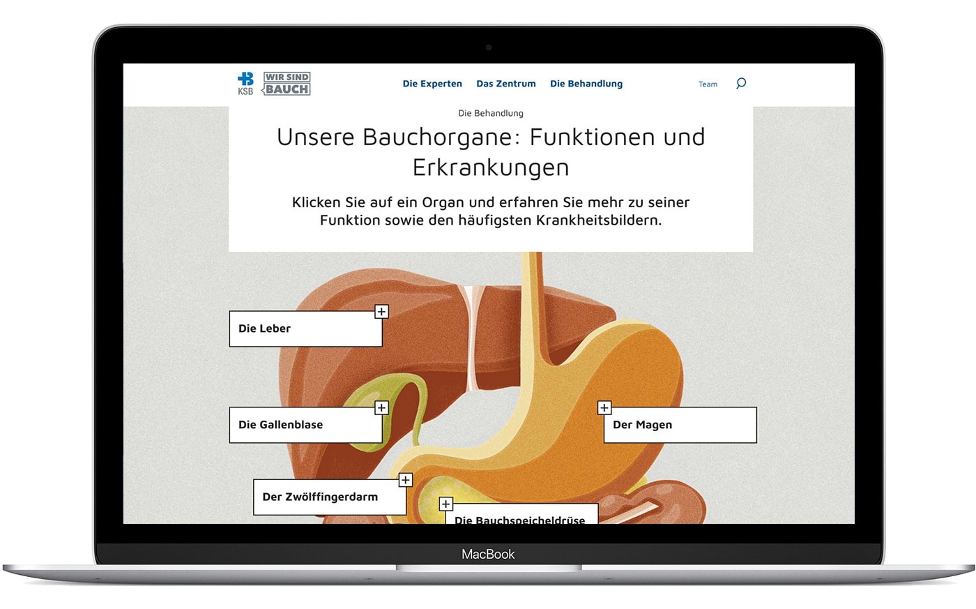 Infografik Bauchorgane