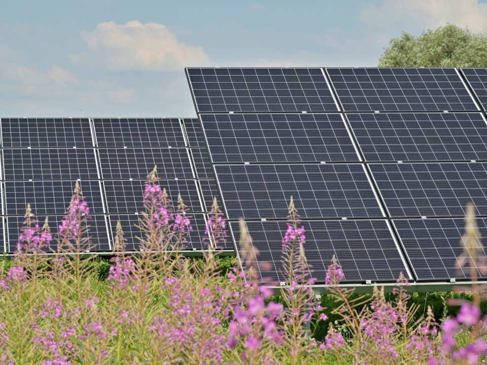Solaranlagen auf einer Blumenwiese